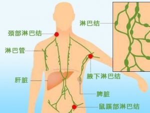 慢性淋巴细胞白血病的依鲁替尼耐药突变